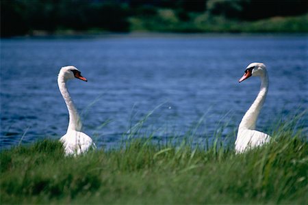 roland weber - Swan Couple Cape Cod, Massachusetts, USA Stock Photo - Rights-Managed, Code: 700-00003182