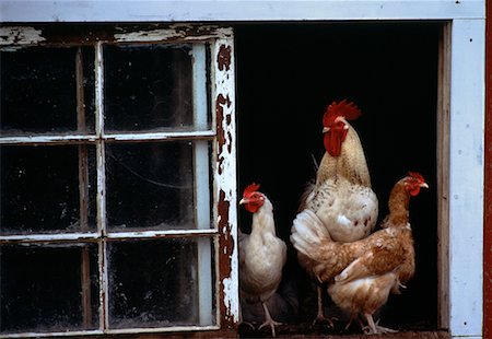 simsearch:700-03407991,k - Chickens and Rooster Fotografie stock - Rights-Managed, Codice: 700-00003200