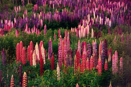 simsearch:600-02957663,k - Lupins Shampers Bluff, New Brunswick Canada Foto de stock - Con derechos protegidos, Código: 700-00003963