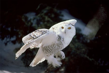 simsearch:859-09060248,k - Arctic Owl Stock Photo - Rights-Managed, Code: 700-00014034