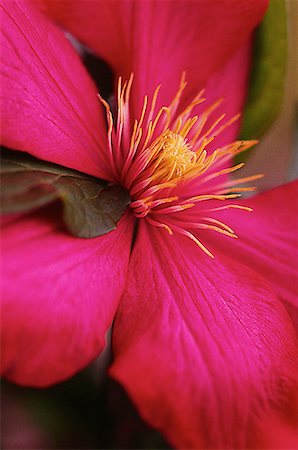Close-Up of Clematis Shamper's Bluff, New Brunswick Canada Foto de stock - Con derechos protegidos, Código: 700-00014297