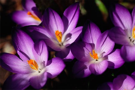 simsearch:600-00043093,k - Crocuses Ontario, Canada Fotografie stock - Rights-Managed, Codice: 700-00014345