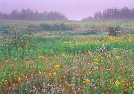 Goldenrod, Aster, and Thistle Near Sherwood Park, Alberta Canada Foto de stock - Direito Controlado, Número: 700-00014383