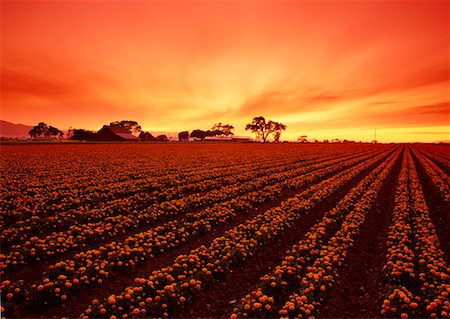 field and sunrise and america - Marigolds Near Gilroy, California, USA Stock Photo - Rights-Managed, Code: 700-00014426