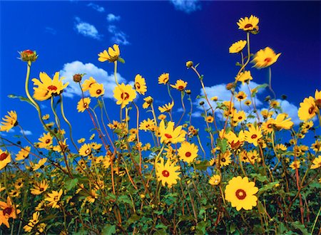 simsearch:700-00073732,k - Prairie Sunflower Near Sceptre, Saskatchewan Canada Foto de stock - Con derechos protegidos, Código: 700-00014427