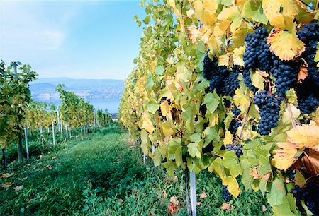 penticton - Vineyard Penticton, British Columbia Canada Fotografie stock - Rights-Managed, Codice: 700-00014448