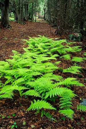 fern forest floor - Shamper's Bluff, New Brunswick Canada Stock Photo - Rights-Managed, Code: 700-00014588