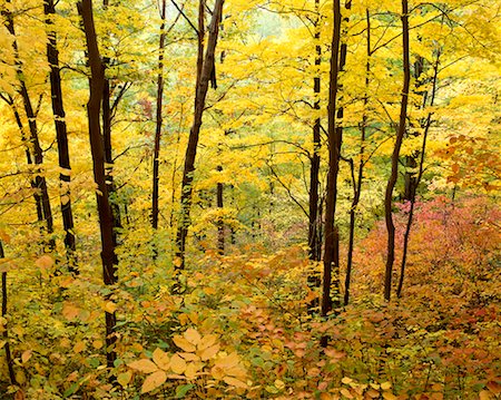 rouge river park - Rouge River Valley Park, Ontario, Kanada Stockbilder - Lizenzpflichtiges, Bildnummer: 700-00014695