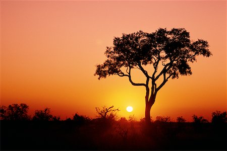 simsearch:873-06440350,k - Silhouette of Tree at Sunset Chobe National Park Botswana Foto de stock - Con derechos protegidos, Código: 700-00014739