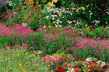 flowers of new brunswick canada - Garden Shampers Bluff, New Brunswick Canada Stock Photo - Rights-Managed, Code: 700-00014766