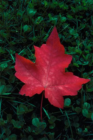 roland weber - Autumn Maple Leaf Stock Photo - Rights-Managed, Code: 700-00014910