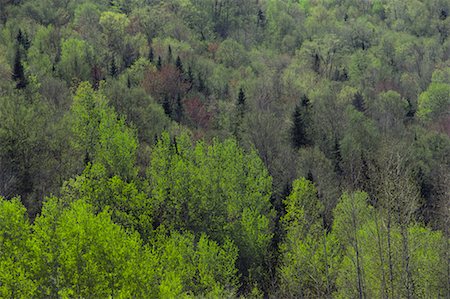 simsearch:700-00028075,k - Vue d'ensemble de la forêt au printemps New Brunswick, Canada Photographie de stock - Rights-Managed, Code: 700-00014945
