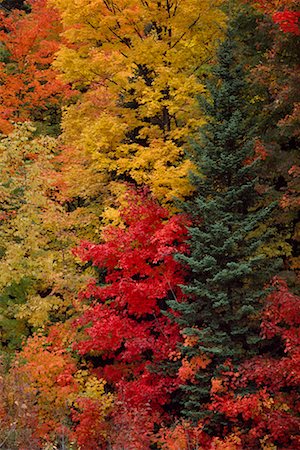 simsearch:700-00014945,k - Mixed Forest in Autumn Lanark County, Ontario, Canada Foto de stock - Direito Controlado, Número: 700-00014952