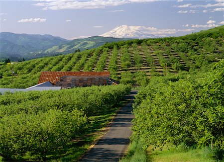 simsearch:700-00153501,k - Mount Adams Hood River Valley Orchards Oregon, USA Fotografie stock - Rights-Managed, Codice: 700-00015097
