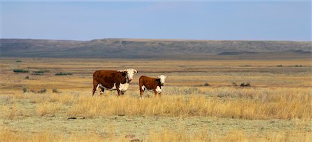 saskatchewan cattle farm - Cows near Val Marie Saskatchewan, Canada Stock Photo - Rights-Managed, Code: 700-00015194