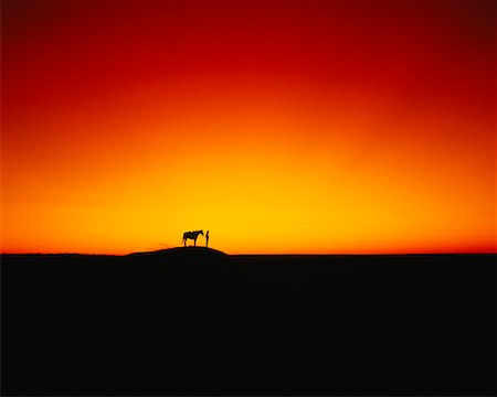 Silhouette of Man and Horse at Sunset, Grasslands National Park Saskatchewan, Canada Stock Photo - Rights-Managed, Code: 700-00015195