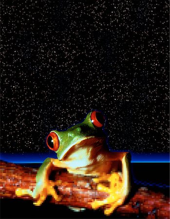 Portrait of Frog with Starry Sky Stock Photo - Rights-Managed, Code: 700-00015453