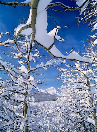 simsearch:700-00514955,k - Schnee bedeckt Bäume und Berge Rocky Mountains, in der Nähe von Waterton-Nationalpark, Alberta, Kanada Stockbilder - Lizenzpflichtiges, Bildnummer: 700-00015481