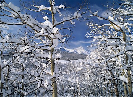 simsearch:700-00514955,k - Schnee bedeckt Bäume und Berge Rocky Mountains, in der Nähe von Waterton-Nationalpark, Alberta, Kanada Stockbilder - Lizenzpflichtiges, Bildnummer: 700-00015482