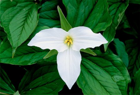 Trillium Lyndeshores Conservation Area Ontario, Canada Stock Photo - Rights-Managed, Code: 700-00015566
