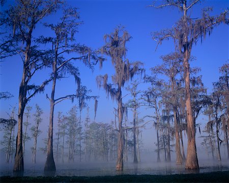 Cyprès arbres lac Lafayette, Tallahassee, Florida, USA Photographie de stock - Rights-Managed, Code: 700-00015563