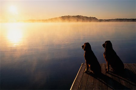 dogs sitting on a dock pictures - Bloodhounds on a Dock at Sunset, Lake Chandos, Ontario Canada Stock Photo - Rights-Managed, Code: 700-00016017