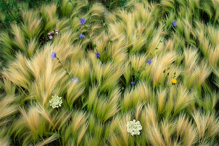 field of flowers ontario - Flowers in Field Ontario, Canada Foto de stock - Con derechos protegidos, Código: 700-00016019