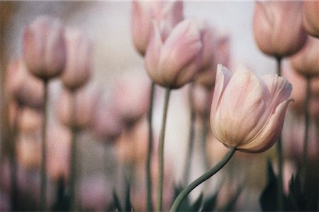 simsearch:700-00184470,k - Close-Up of Pink Tulips Ontario, Canada Stock Photo - Rights-Managed, Code: 700-00016113