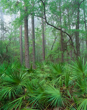 fern forest floor - Appalachicola National Forest Florida, USA Stock Photo - Rights-Managed, Code: 700-00016282