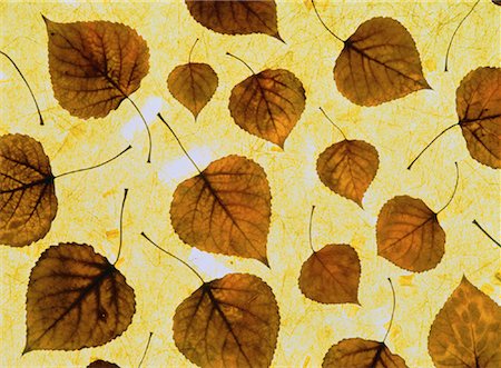 fall aspen leaves - Aspen Leaves Stock Photo - Rights-Managed, Code: 700-00016528