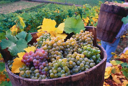 simsearch:700-00016683,k - Harvesting Grapes Austria Fotografie stock - Rights-Managed, Codice: 700-00016584