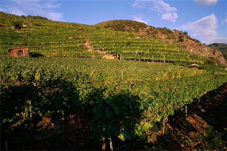 Vignes Wachau, Autriche Photographie de stock - Rights-Managed, Code: 700-00016582