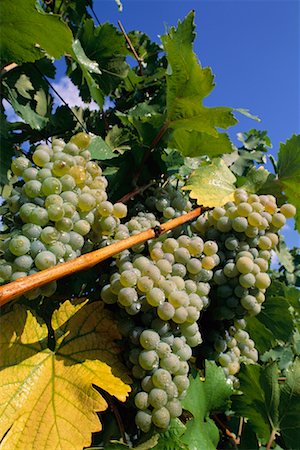 simsearch:700-00016683,k - Close-Up of Grapes Austria Fotografie stock - Rights-Managed, Codice: 700-00016684