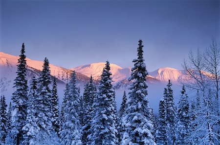 simsearch:700-00076228,k - Trees in Winter Pine Pass, British Columbia Canada Stock Photo - Rights-Managed, Code: 700-00017393