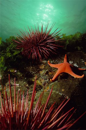 equinoideos - Vermilion Starfish and Giant Red Sea Urchins Strait of Georgia British Columbia, Canada Foto de stock - Con derechos protegidos, Código: 700-00017659