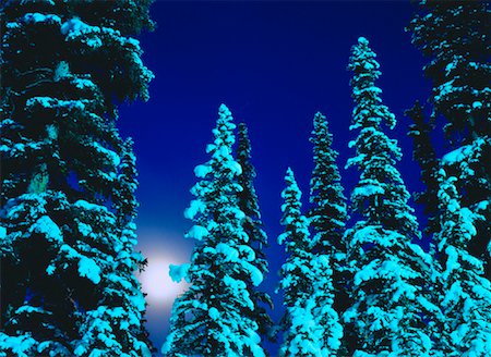 Pleine lune et arbres le Parc National Banff, Alberta, Canada Photographie de stock - Rights-Managed, Code: 700-00017847