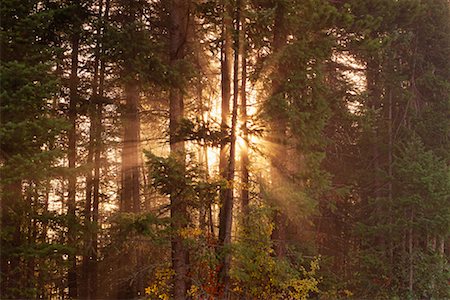 simsearch:700-00018462,k - Coniferous Forest in Fog Near Prince George British Columbia, Canada Stock Photo - Rights-Managed, Code: 700-00017937