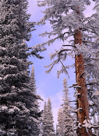 simsearch:700-00152861,k - Frost bedeckten Bäume Banff-Nationalpark in Alberta, Kanada Stockbilder - Lizenzpflichtiges, Bildnummer: 700-00018123