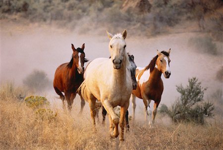 estampida - Horses Running through Field Foto de stock - Con derechos protegidos, Código: 700-00018334