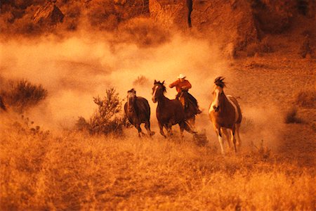 Cowboy Rounding Up Horses Foto de stock - Con derechos protegidos, Código: 700-00018338