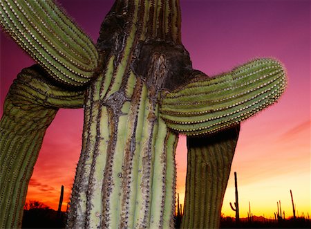 simsearch:400-05190399,k - Cactus au Sunset Saguaro National Monument Arizona, USA Photographie de stock - Rights-Managed, Code: 700-00018444