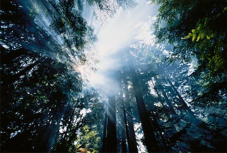 simsearch:700-00318646,k - Forêt de la Colombie-Britannique, Canada Photographie de stock - Rights-Managed, Code: 700-00018456