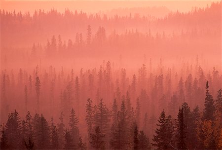 simsearch:700-00043657,k - Nadelwald im Nebel in der Nähe von Prince George British Columbia, Kanada Stockbilder - Lizenzpflichtiges, Bildnummer: 700-00018463