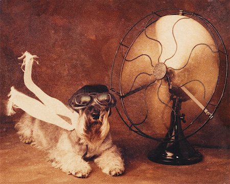 dog fan - Portrait of Dog Wearing Aviator's Gear in Front of Electric Fan Stock Photo - Rights-Managed, Code: 700-00018488