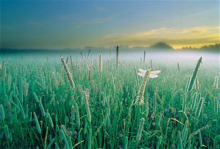 Dragonfly in Field with Fog Near Sherwood Park, Alberta Fotografie stock - Rights-Managed, Codice: 700-00018493