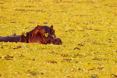 simsearch:700-00170331,k - Nilpferd und Nil Kohl South Luangwa Nationalpark Sambia Stockbilder - Lizenzpflichtiges, Bildnummer: 700-00018569