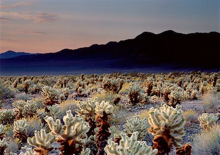 Cholla Cactus Joshua Tree National Park, Californie, USA Photographie de stock - Rights-Managed, Code: 700-00018580