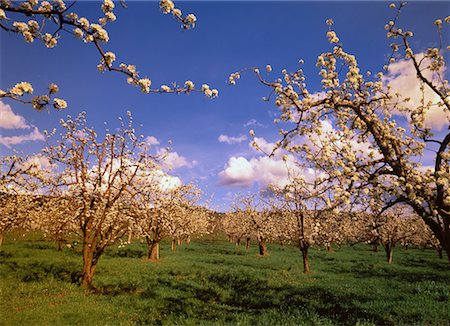 simsearch:700-00153501,k - Apple Orchard Hood River Valley Oregon, USA Fotografie stock - Rights-Managed, Codice: 700-00018796