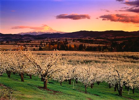 simsearch:700-00153501,k - Sunset over Apple Orchard and Mount Hood, Oregon, USA Fotografie stock - Rights-Managed, Codice: 700-00018798