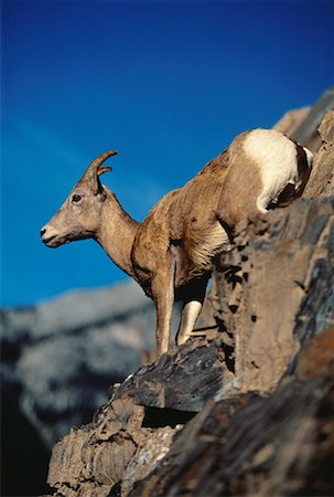 Rocky Mountain Bighorn Sheep Banff National Park Alberta, Canada Foto de stock - Con derechos protegidos, Código: 700-00018993